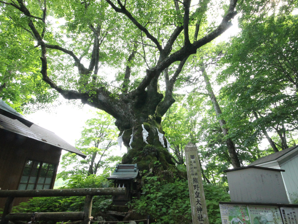 熊野神社の神木「シナノキ」